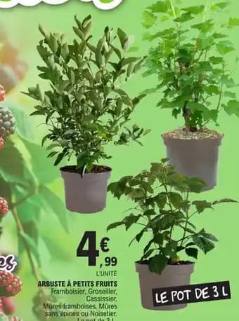 ARBUSTE À PETITS FRUITS