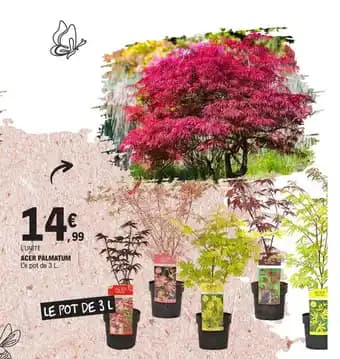 ACER PALMATUM Le pot de 3 L.