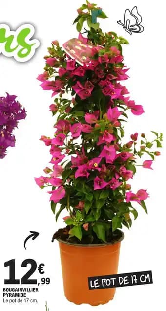 BOUGAINVILLIER PYRAMIDE