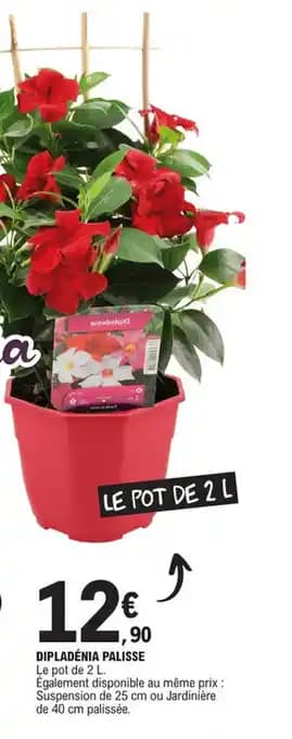 DIPLADÉNIA PALISSE Le pot de 2 L.