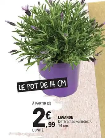 LAVANDE Différentes variétés()