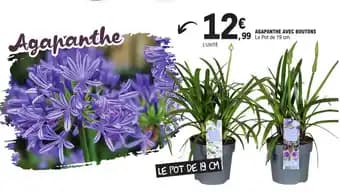 AGAPANTHE AVEC BOUTONS