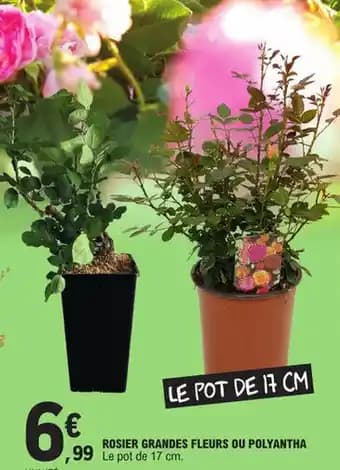 ROSIER GRANDES FLEURS OU POLYANTHA