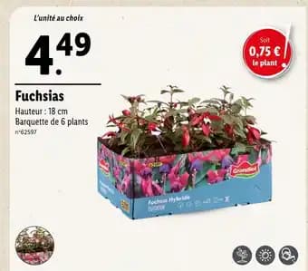 GRANDIOL Fuchsias
