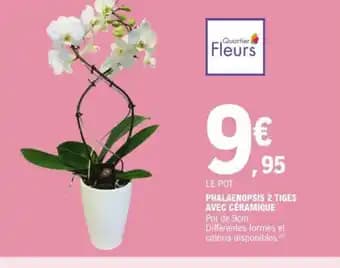 PHALAENOPSIS 2 TIGES AVEC CÉRAMIQUE