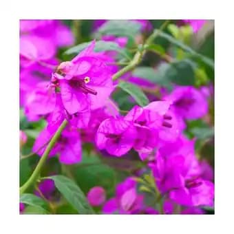 Bougainvillier Violet de Mèze/Pot de 3L - 60/120 cm