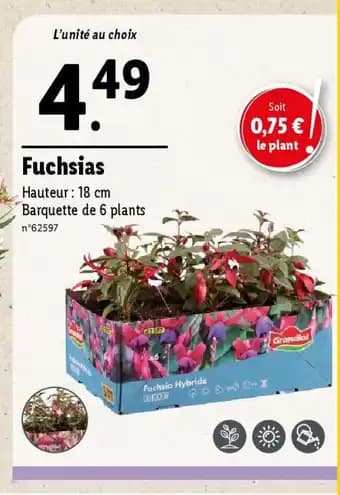 Fuchsias