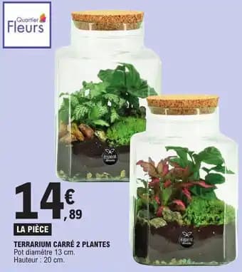 TERRARIUM CARRÉ 2 PLANTES