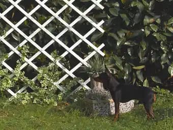 Treillis en plastique Trelliflex - L.300 x l.100 x H.300 cm