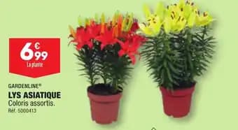 LYS ASIATIQUE Coloris assortis.