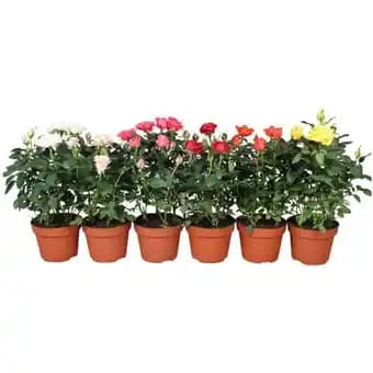 Promotion Exclusives de 4
Plante : Découvrez l'Offre incontournable