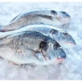 Promotion Exclusives de 5
Daurade : Découvrez l'Offre incontournable