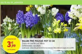 Promotion Exclusives de 1
Bulbe : Découvrez l'Offre incontournable