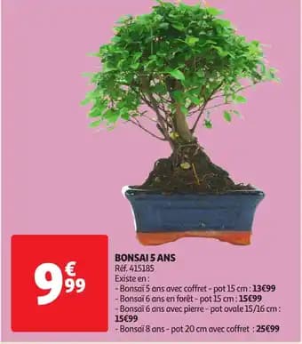 Promotion Exclusives de 2
Bonsai : Découvrez l'Offre incontournable