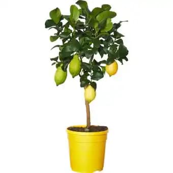 Promotion Exclusives de 1
Citronnier : Découvrez l'Offre incontournable