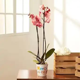 Promotion Exclusives de 1
Phalaenopsis : Découvrez l'Offre incontournable