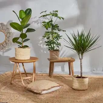 Promotion Exclusives de 3
Plante verte : Découvrez l'Offre incontournable