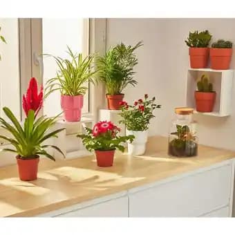 Promotion Exclusives de 1
Fleurie : Découvrez l'Offre incontournable