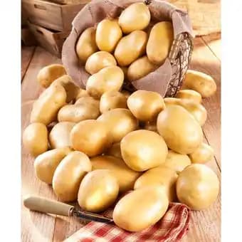 Pomme de terre de consommation à chair ferme blanche