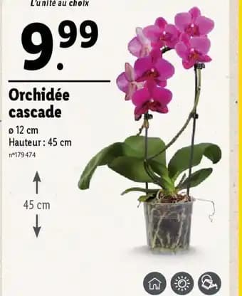 Promotion Exclusives de 8
Orchidée : Découvrez l'Offre incontournable