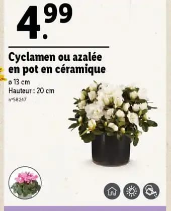 Cyclamen ou azalée en pot en céramique