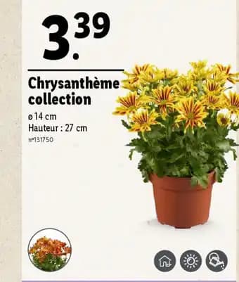Promotion Exclusives de 2
Chrysanthème : Découvrez l'Offre incontournable