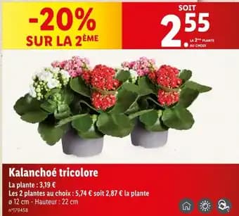 Kalanchoé tricolore