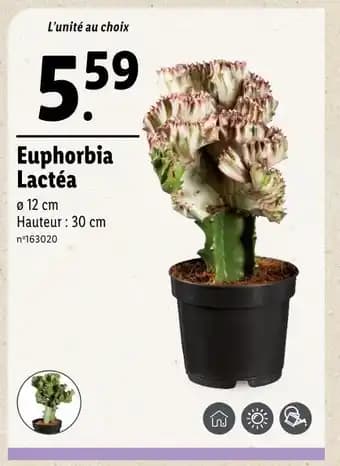 Euphorbia Lactéa