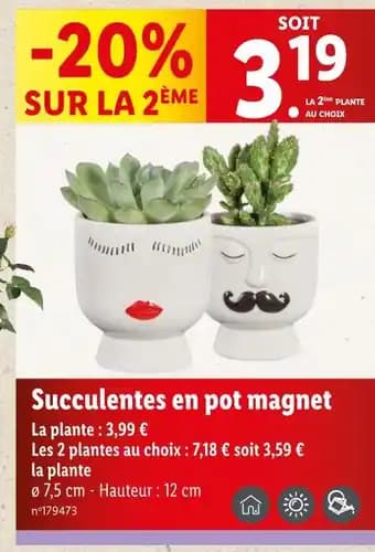 Succulentes en pot magnet