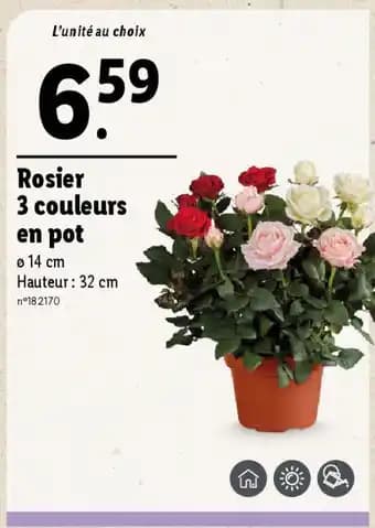 Promotion Exclusives de 1
Rosier : Découvrez l'Offre incontournable