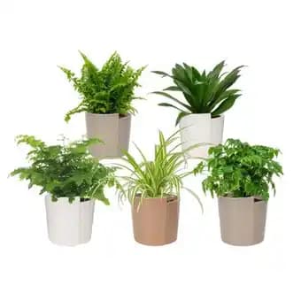 Promotion Exclusives de 6
            
        
        Plantes vertes : Découvrez l'Offre incontournable