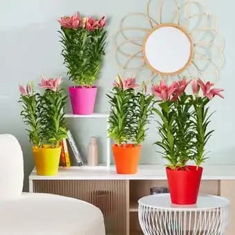 Promotion Exclusives de 5
Lys : Découvrez l'Offre incontournable