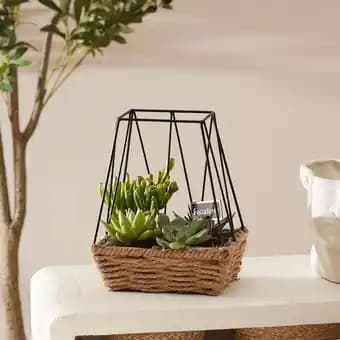 Promotion Exclusives de 3
Composition : Découvrez l'Offre incontournable