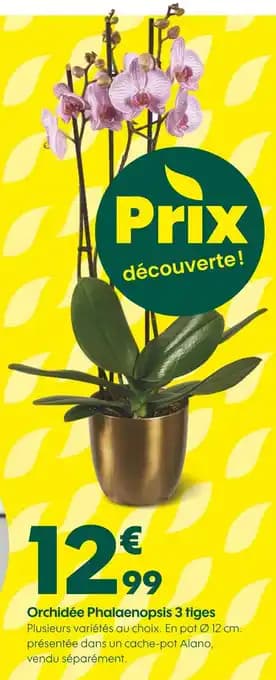 Promotion Exclusives de 2
Phalaenopsis : Découvrez l'Offre incontournable