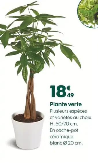 Promotion Exclusives de 10
Plante : Découvrez l'Offre incontournable