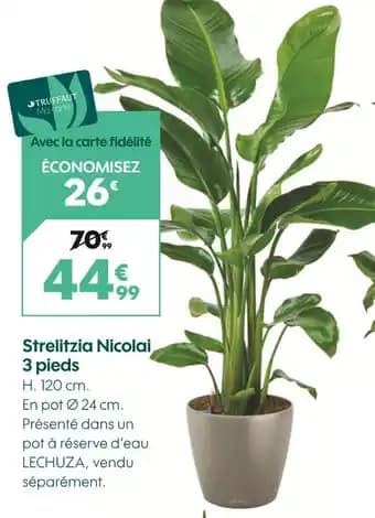 Strelitzia Nicolai 3 pieds
