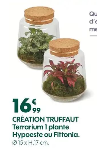 CRÉATION TRUFFAUT Terrarium 1 plante hypoeste ou fittonia