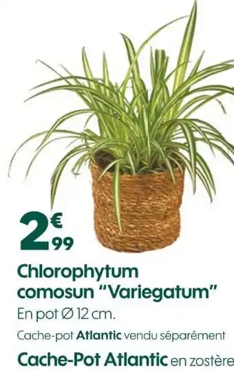 Chlorophytum comosun Variegatum