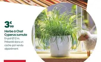 Promotion Exclusives de 48
Chat : Découvrez l'Offre incontournable