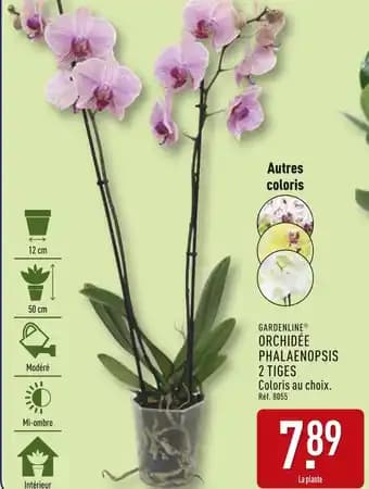 Promotion Exclusives de 3
Phalaenopsis : Découvrez l'Offre incontournable