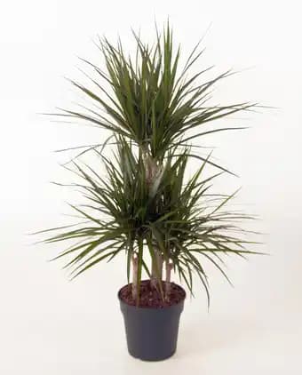 Dracaena marginata Caroussel