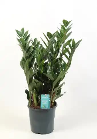 ECLOZ Zamioculcas ECLOZ
