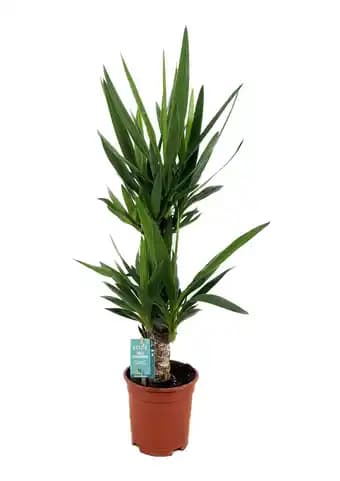 Promotion Exclusives de 1
Yucca : Découvrez l'Offre incontournable