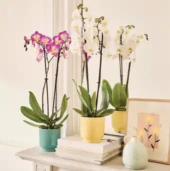 ECLOZ Phalaenopsis ECLOZ