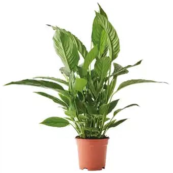 Promotion Exclusives de 1
Pico : Découvrez l'Offre incontournable