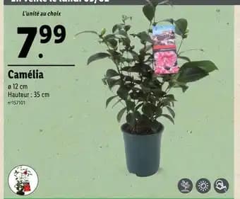 Promotion Exclusives de 4
Camélia : Découvrez l'Offre incontournable