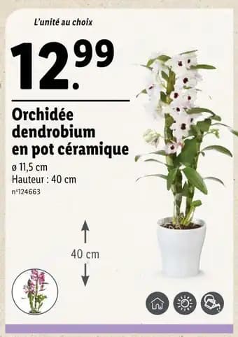 Orchidée dendrobium en pot céramique