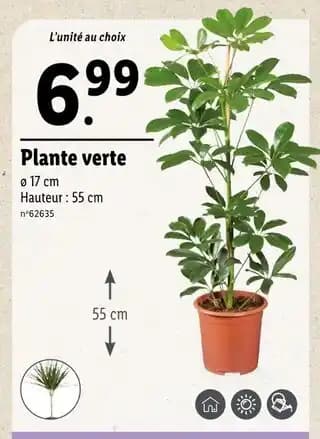 Promotion Exclusives de 5
Plante verte : Découvrez l'Offre incontournable