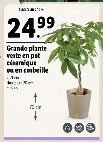 Grande plante verte en pot céramique ou en corbeille