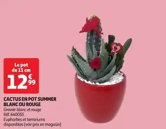 Promotion Exclusives de 1
Cactus : Découvrez l'Offre incontournable